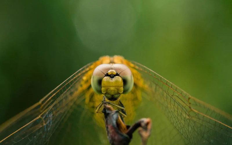 Extreme close-up of a dragonfly's face and eyes against a green background, a macro photography aperture example