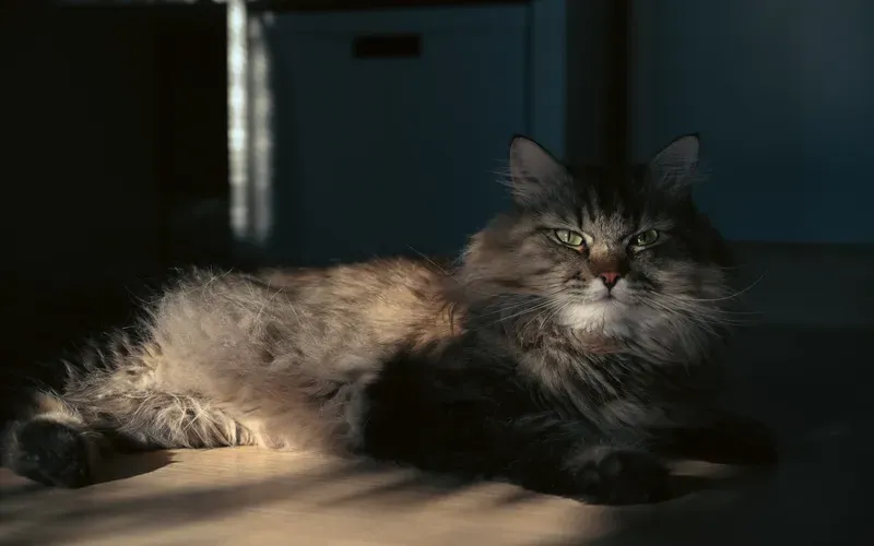 photo of a cat in lowkey lighting