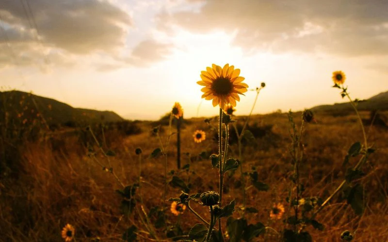 what is the exact time of the golden hour