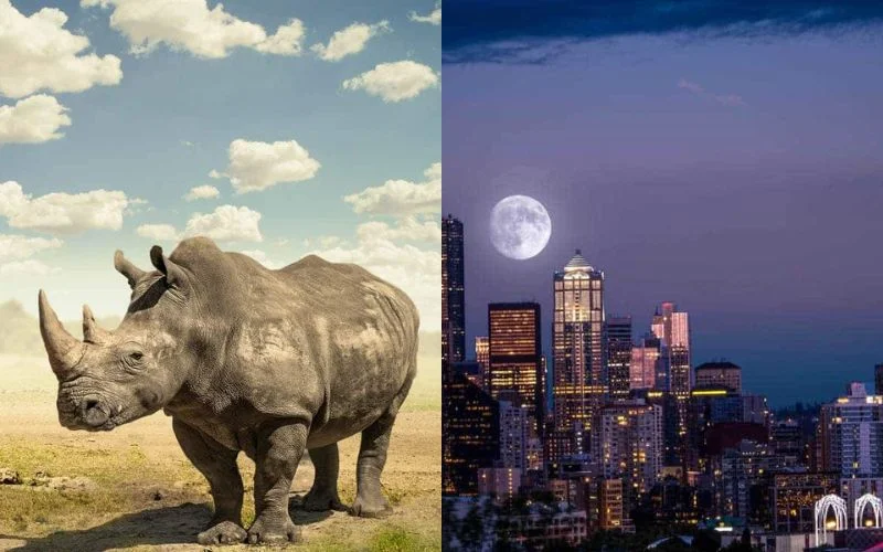 learn head swaps, levitation, and dramatic moon scenes.