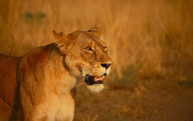 wildlife photography during the golden hour