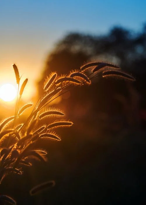 Silhouetted plant stems with a glowing sun flare in the background, a golden hour photography composition
