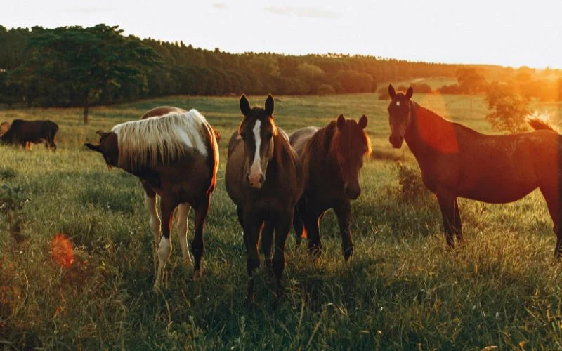 use different apps to track the time and plan accordingly