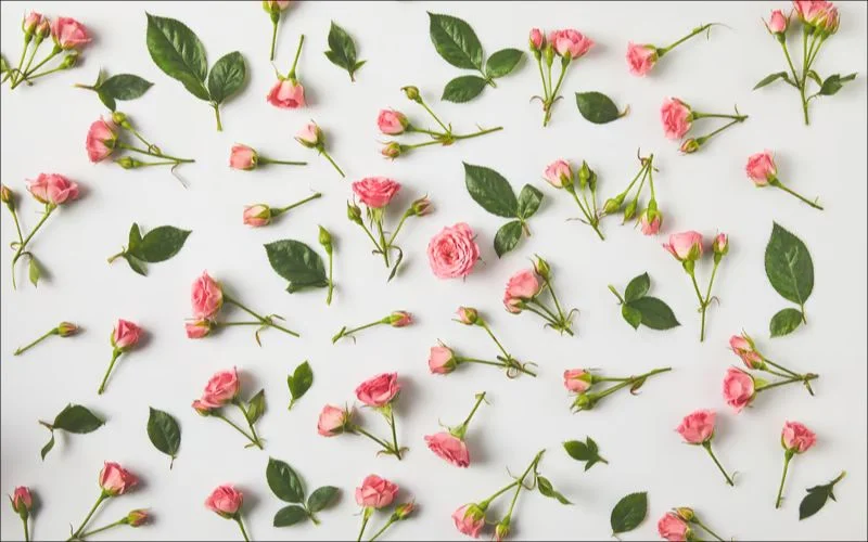 flat lay flower photography