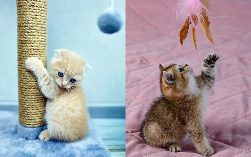Fun Cat Photoshoot Poses - cat playing poses