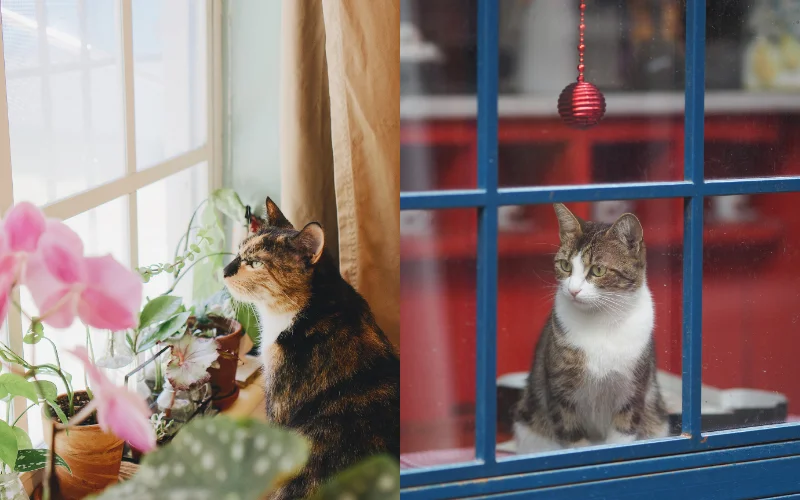 Fun Cat Photoshoot Poses - cat window gazing poses