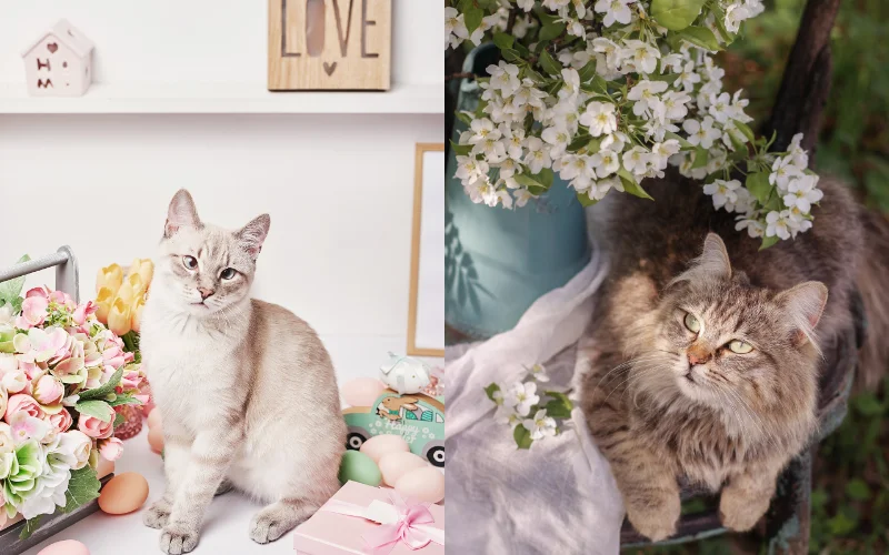 Fun Cat Photoshoot Poses - cat sitting pose