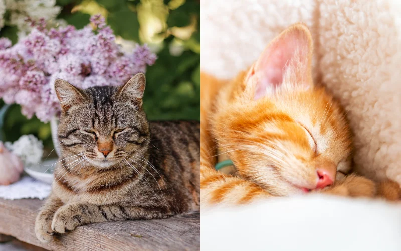 Fun Cat Photoshoot Poses - cat loaf or sleeping pose