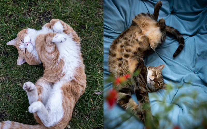 Fun Cat Photoshoot Poses - cat stretching pose