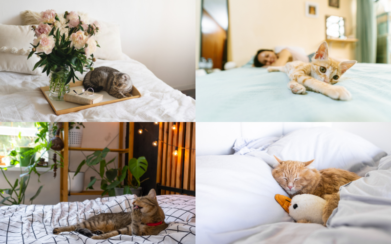 Indoor Cat Photoshoot Ideas - cute photos of cat in the bed