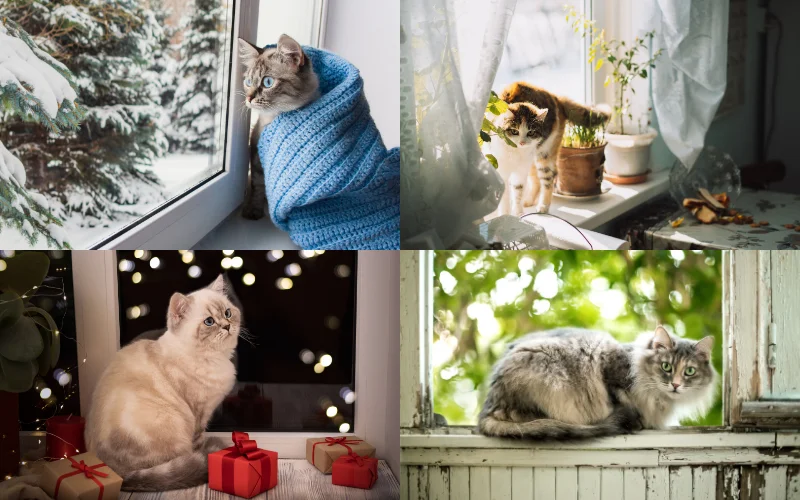 Indoor Cat Photoshoot Ideas - window portraits of your cat