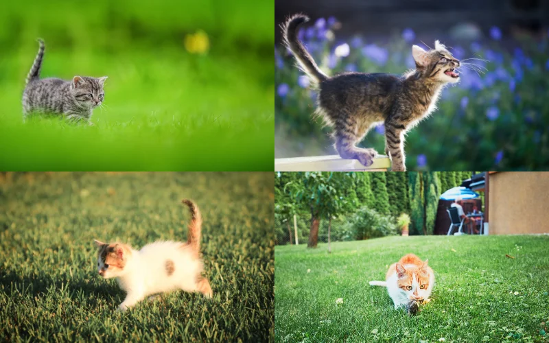 Creative Cat Photoshoot Ideas - cat in motion blur