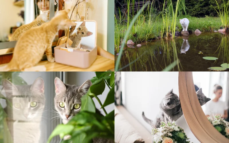 Creative Cat Photoshoot Ideas- cat mirror photos