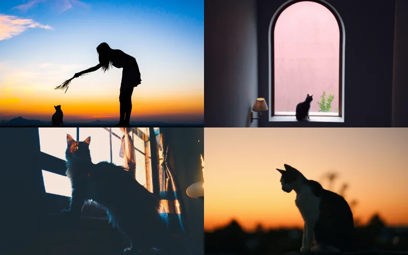 Creative Cat Photoshoot Ideas - cat silhouette photos