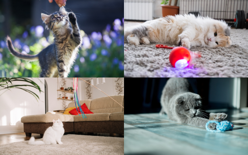 Instagram Cat Photoshoot Ideas - playtime action