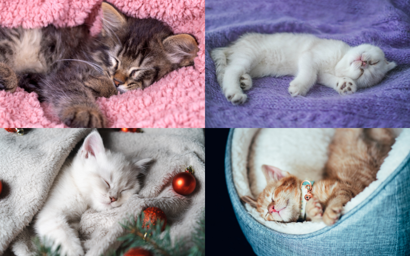 Instagram Cat Photoshoot Ideas - sleeping closeups