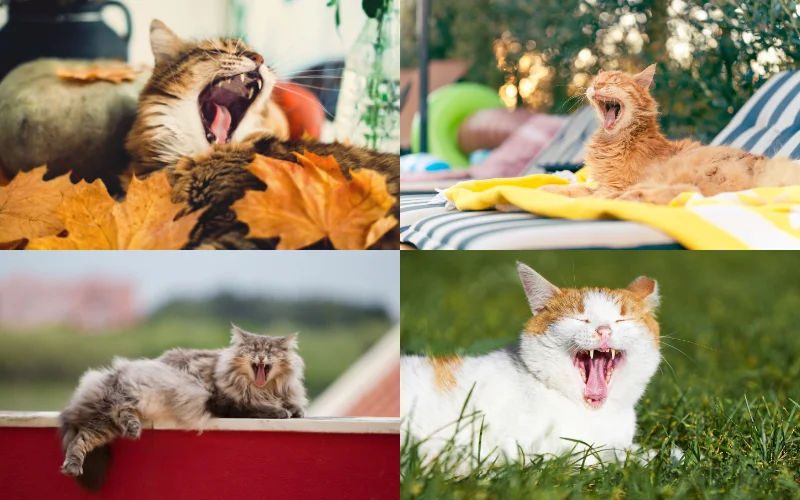 Instagram Cat Photoshoot Ideas - yawning shots