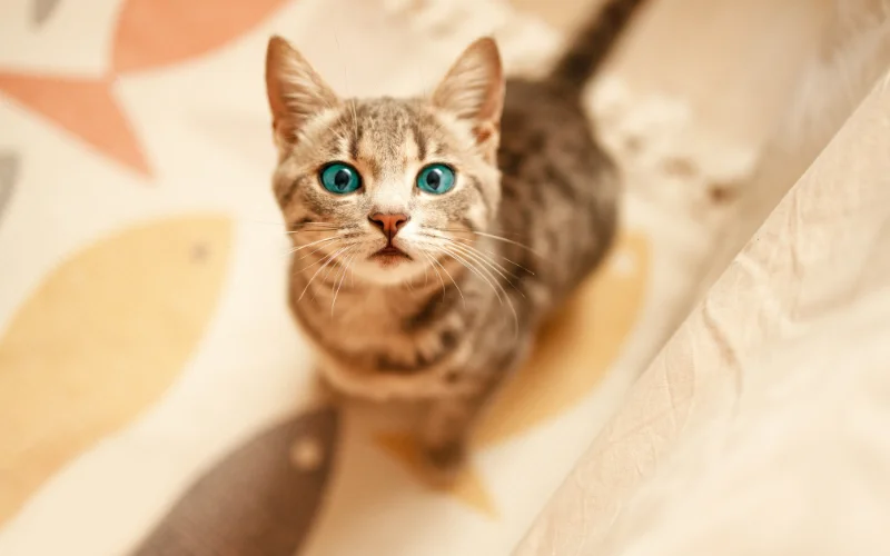 Cat Photo Editing Tips for Cute Results - brighten eyes