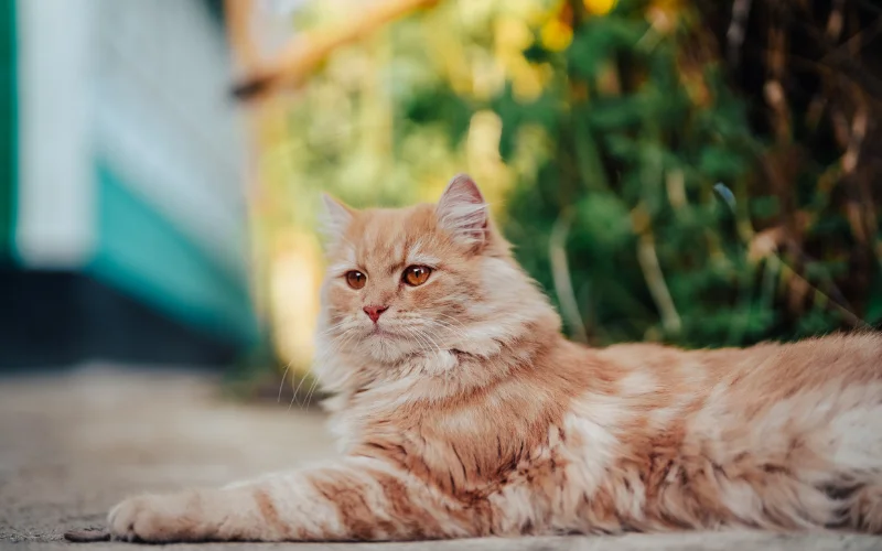 Cat Photo Editing Tips for Cute Results - enhance fur details