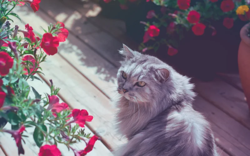 Cat Photo Editing Tips for Cute Results - use overlays or presets