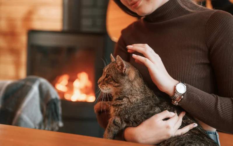 Cat Photo Editing Tips for Cute Results - warm up colors