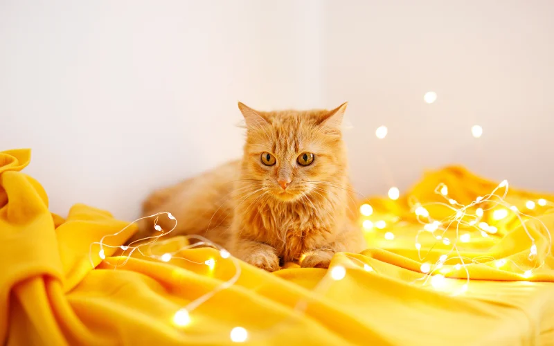 Cat Photo Editing Tips for Cute Results - adjust brightness