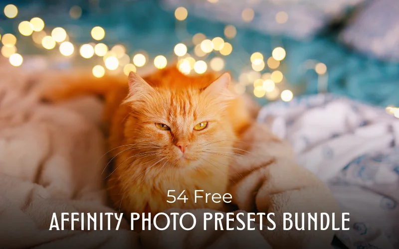 cat photo edited using free ffinity photo presets