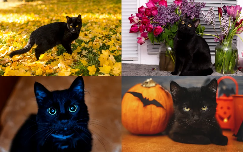 Themed Cat Photoshoots - black cat photoshoot