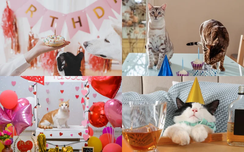 Themed Cat Photoshoots - cat birthday photoshoot