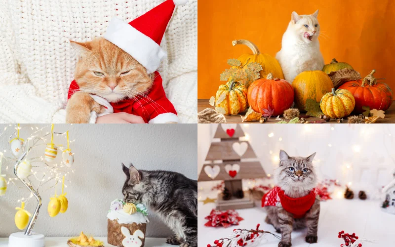 Themed Cat Photoshoots - festive themed photoshoot - Christmas, Easter, Santa