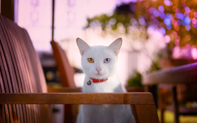 How to Photograph Cats - cat photoshoot at eye level