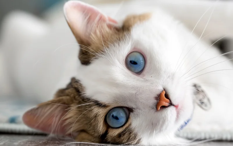 How to Photograph Cats - focus on the eyes