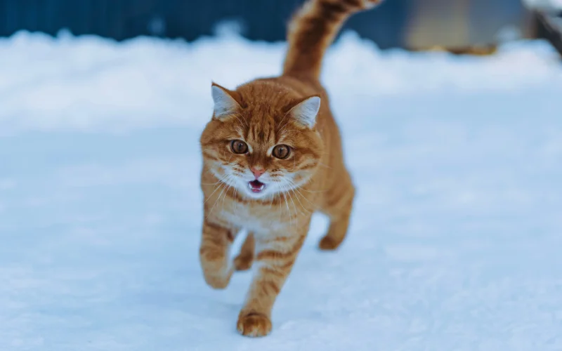 How to Photograph Cats - Use a fast shutter speed