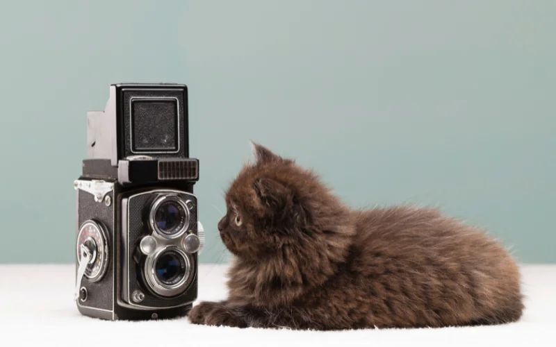How to Photograph Cats - Take multiple shots