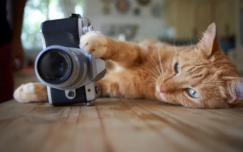 Cat Photoshoot at Home - Simple Setup