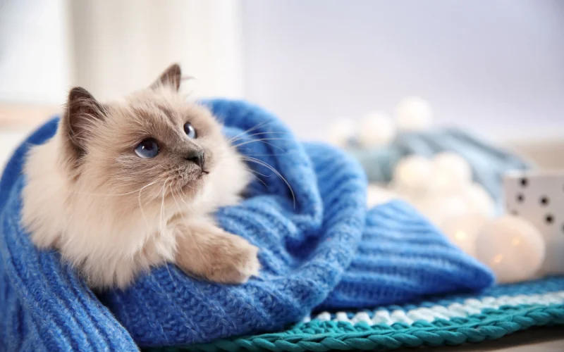 Cat Photoshoot at Home - cat in a blanket