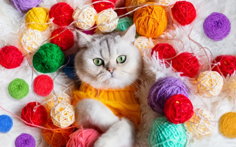 Cat Photoshoot at Home - cat surrounded by colorful lamps