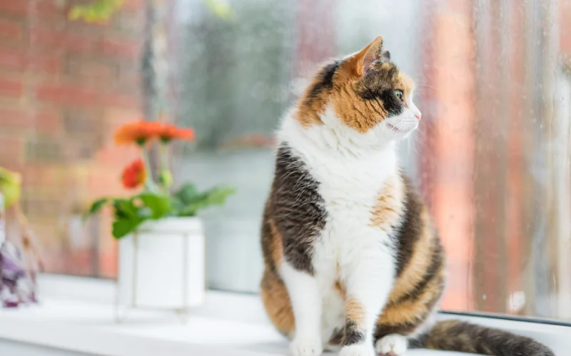 Cat Photoshoot at Home - cat sitting near a window