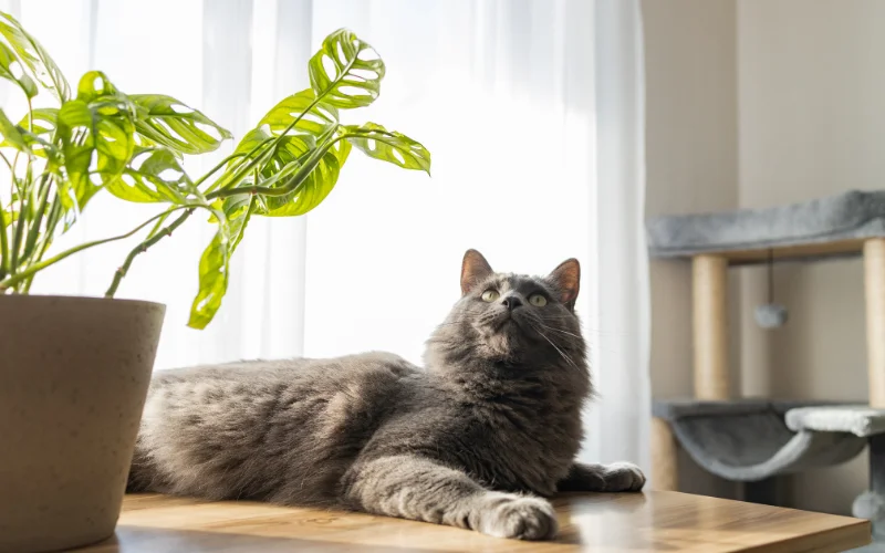 How to Photograph Cats - cat photoshoot at home in natural light