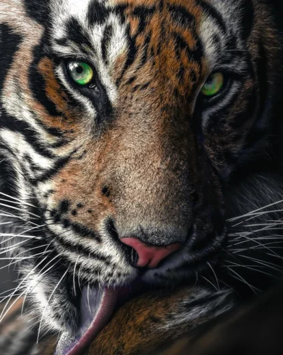 Wildlife image with improved lighting using editing wildlife photos in Photoshop techniques