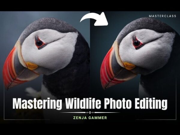 Master Wildlife Photo Editing In Photoshop