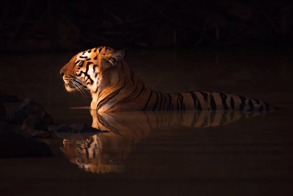Wildlife photography shot