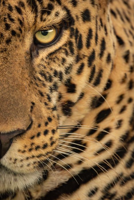 Wildlife Photography by nick dale