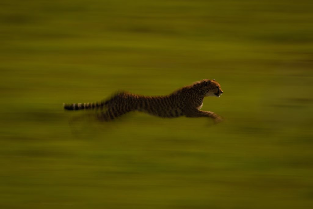 running of a leopard by nick dale