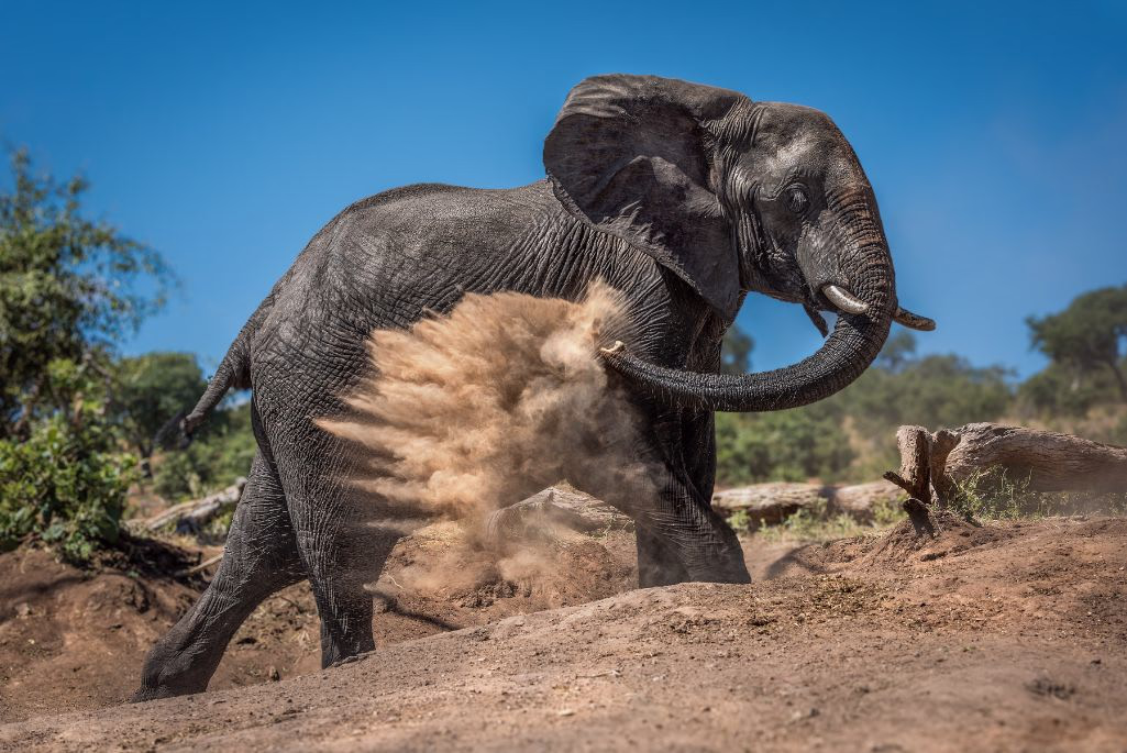 dusty elephant wild shot