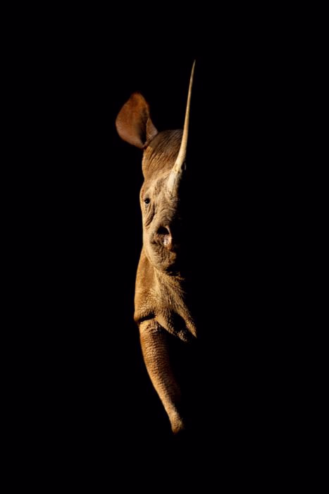 rhino shot by nick dale photography