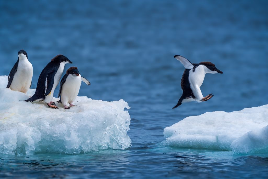 penguin shot by nick dale