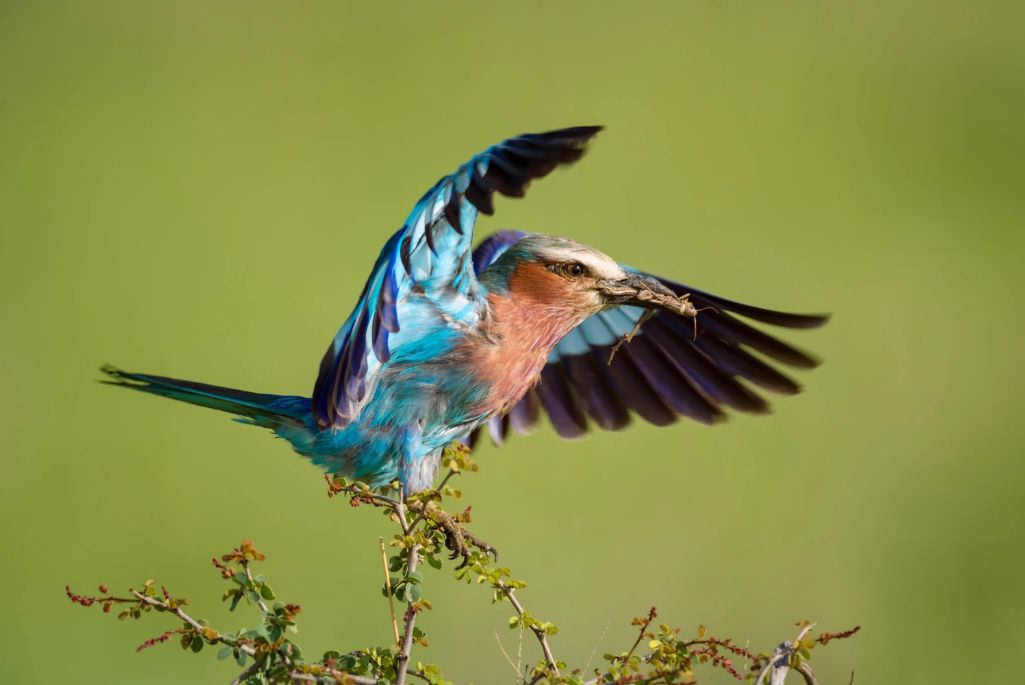 bird with a grasshoper wildlife shot