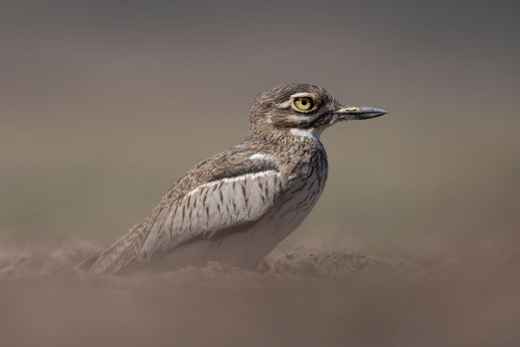 Bird shot by Nick Dale