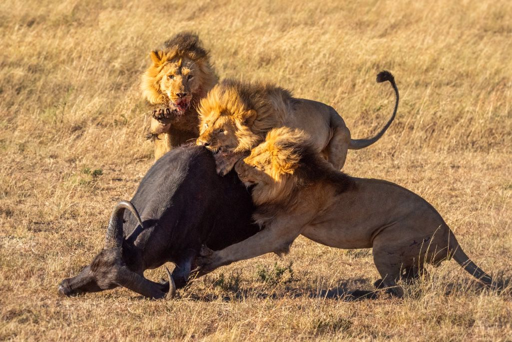 Lions wildlife photography